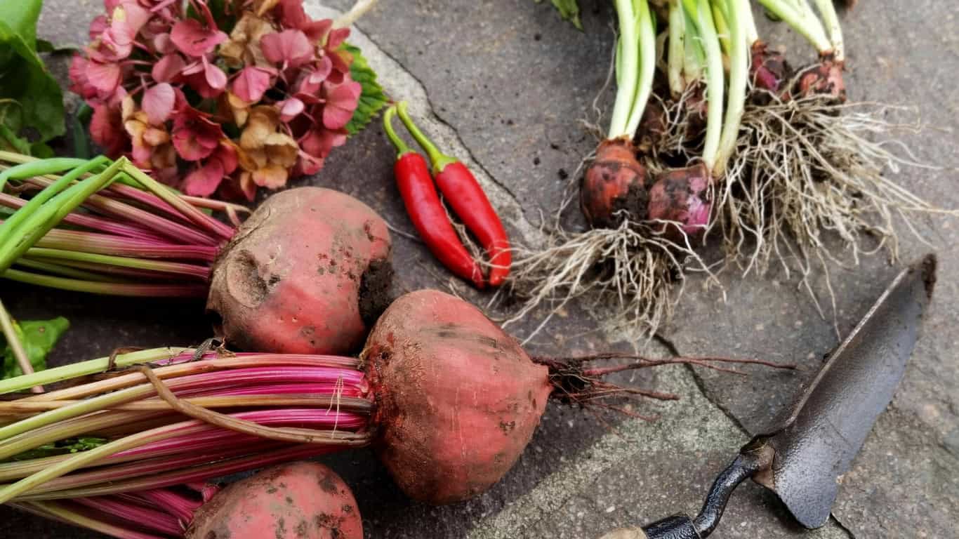 Beet root