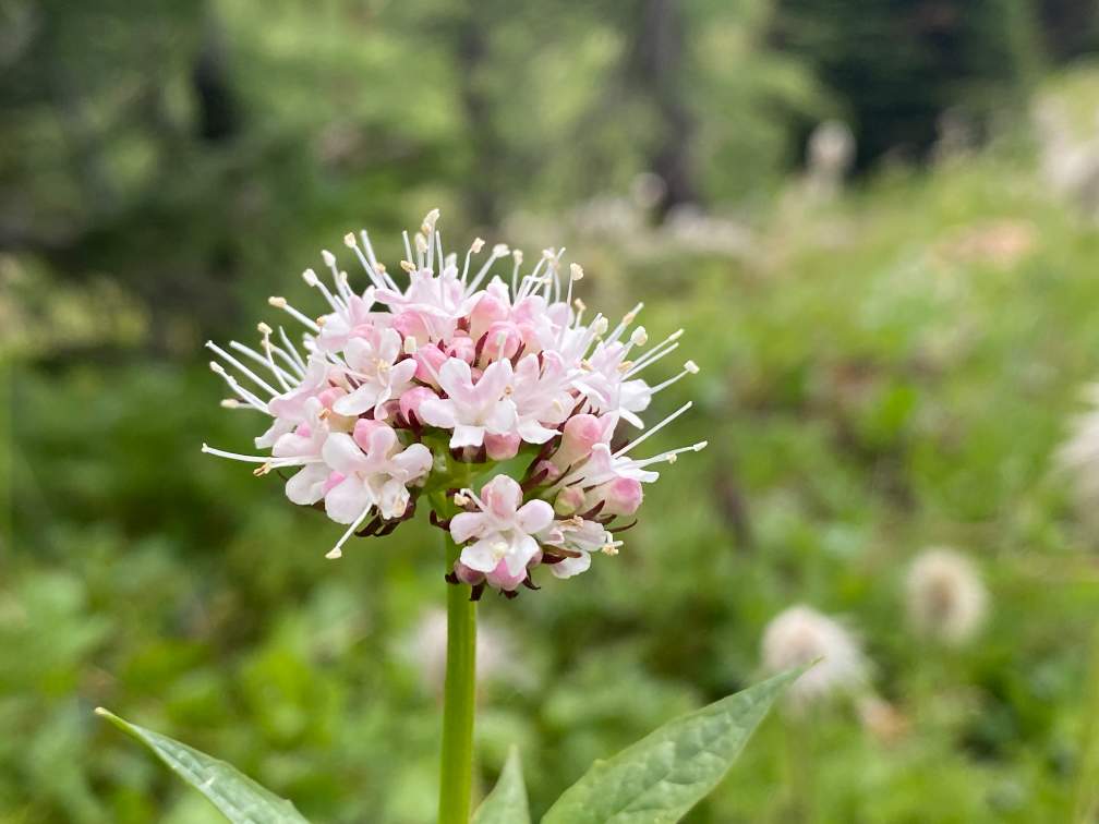 Valerian Root for Sleep Apnea