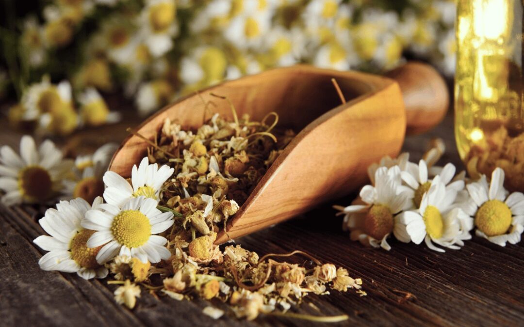 Chamomile for Sleep Apnea